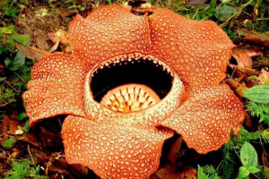 Rafflesia arnold